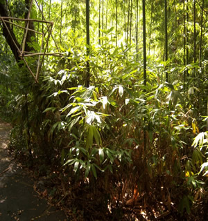 Sasa palmata bamboo
